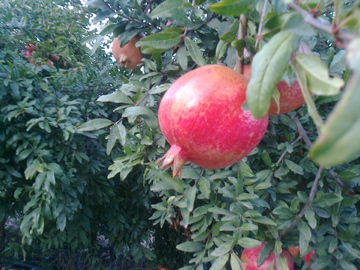 foto0374